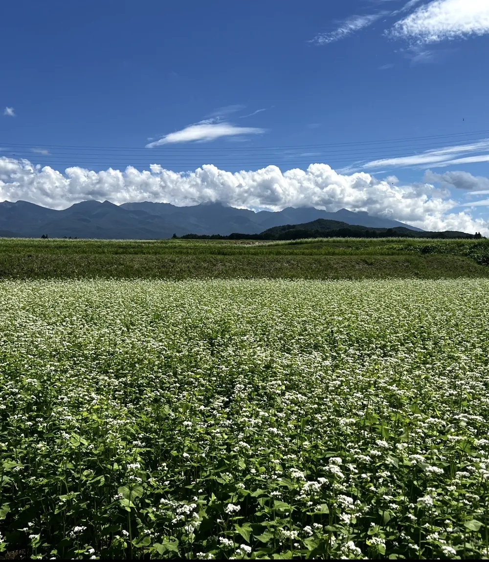 Summer buckwheat blossoms below Yatsugatake